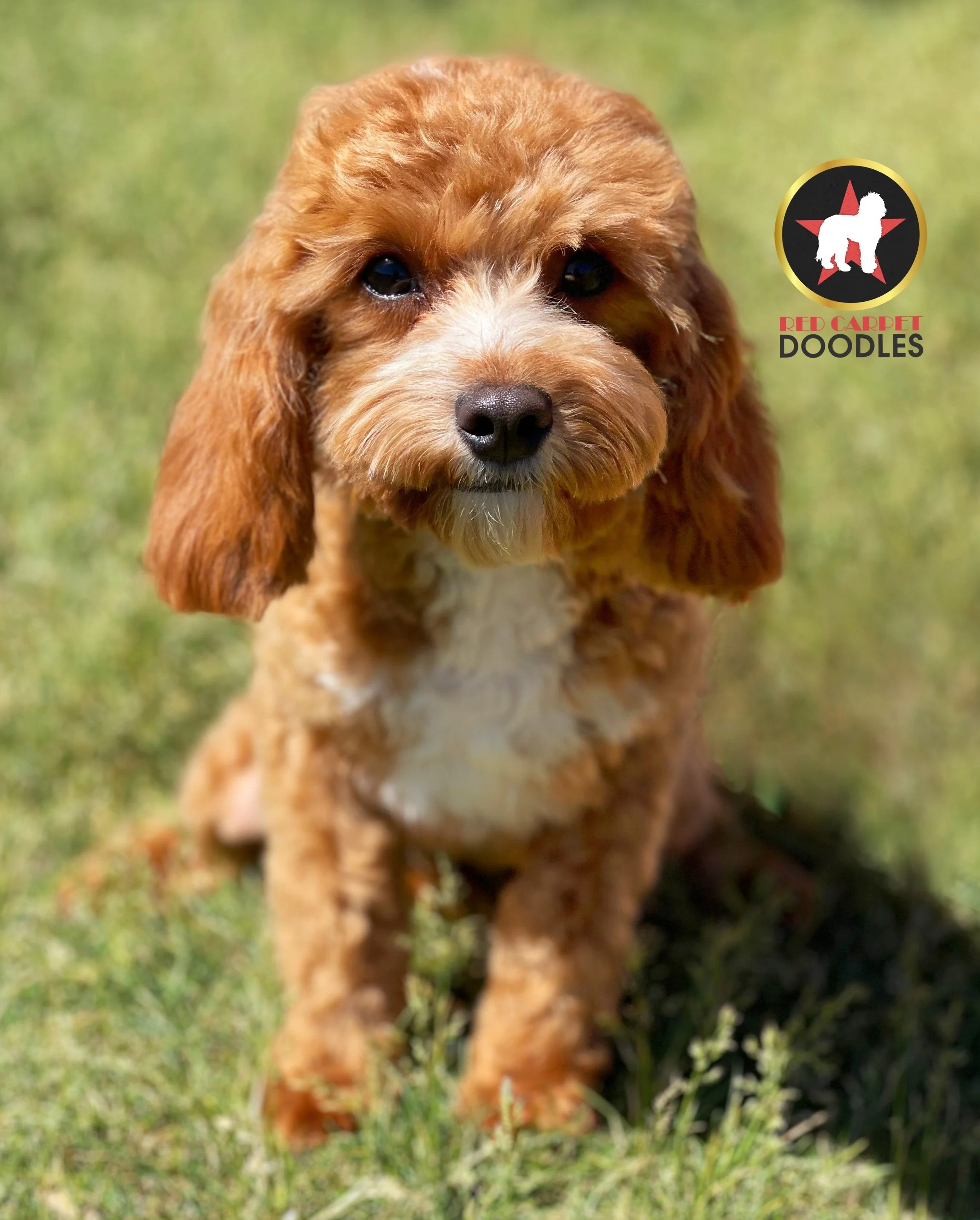 Red cavapoo full deals grown
